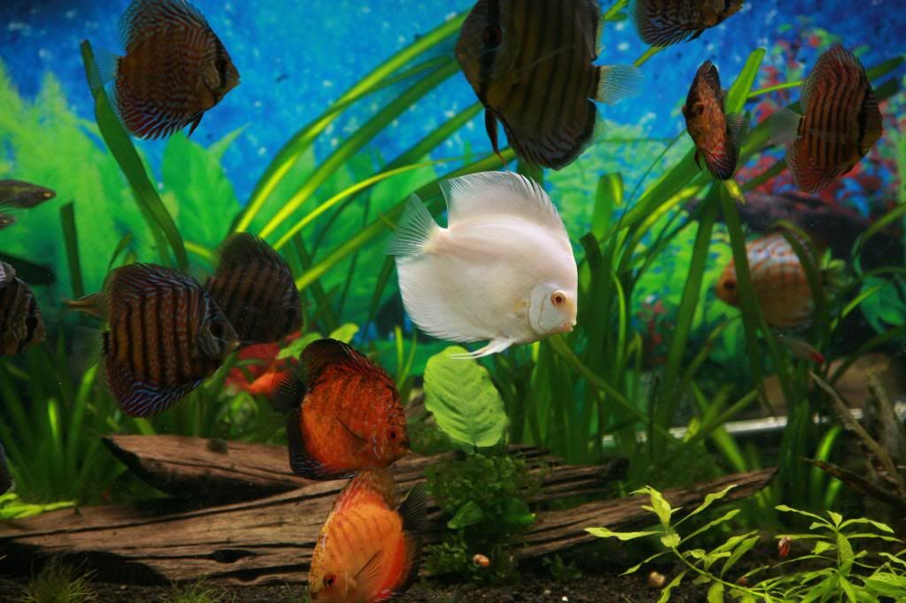 75 Gallon Discus Tank [Picture Heavy]